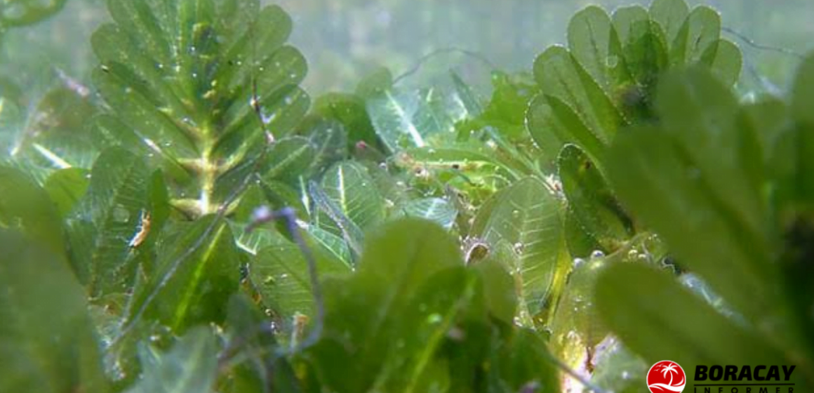 Take a look at Boracay’s latest seagrass specie