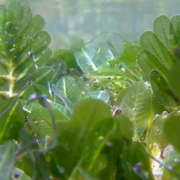 Take a look at Boracay’s latest seagrass specie
